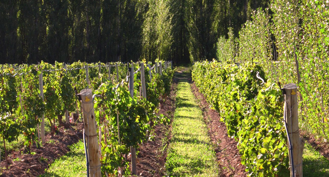 Biodynamic Wine
